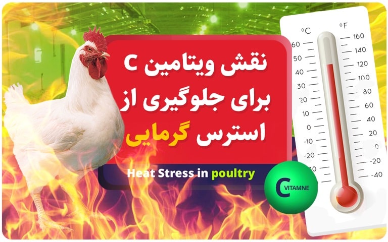 نقش ویتامین C برای جلوگیری از استرس گرمایی